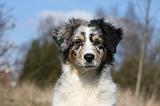 BERGER AUSTRALIEN PUPPIES 414